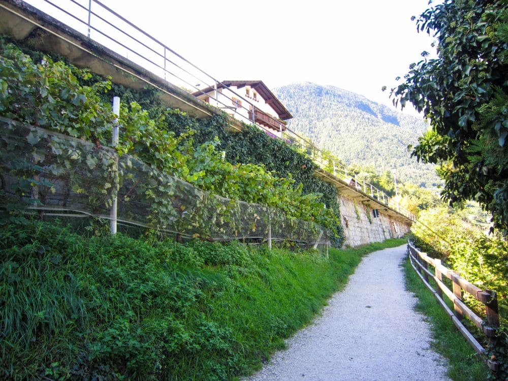 Ein Kiesweg - ein Teil des Brandiswaalwegs - mit grünem Gras und Holzschienen schlängelt sich bergauf an einem Weinberg vorbei. Im Hintergrund erhebt sich ein Haus über Steinterrassen, eingerahmt von bewaldeten Bergen unter einem strahlenden Himmel.