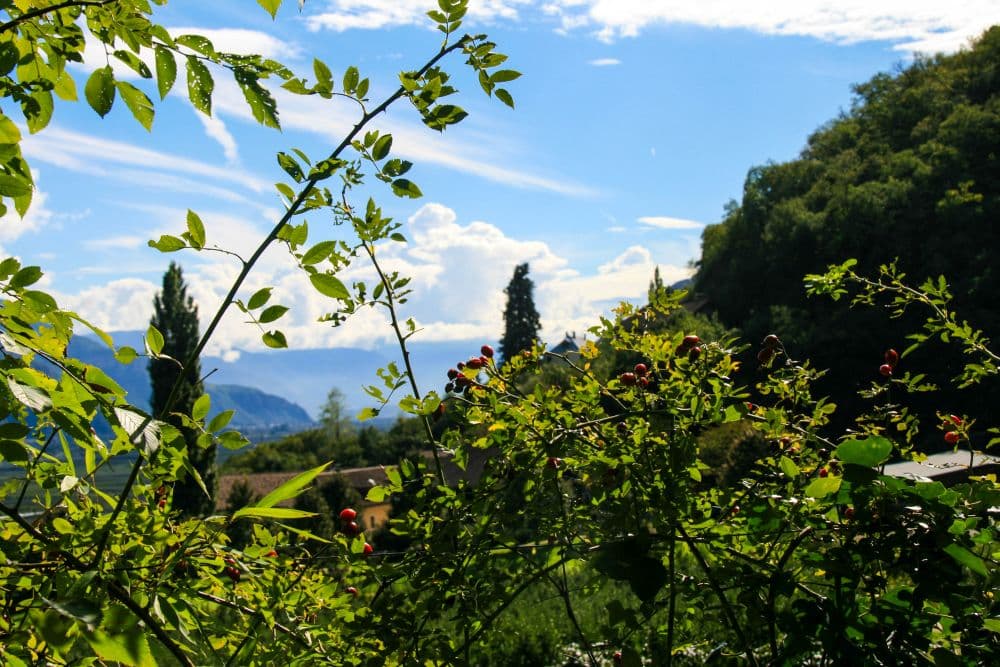 Sträucher mit roten Beeren im Vordergrund umrahmen eine malerische Aussicht auf grüne Hügel, Bäume und ferne Berge unter einem teilweise bewölkten blauen Himmel am Brandiswaalweg.