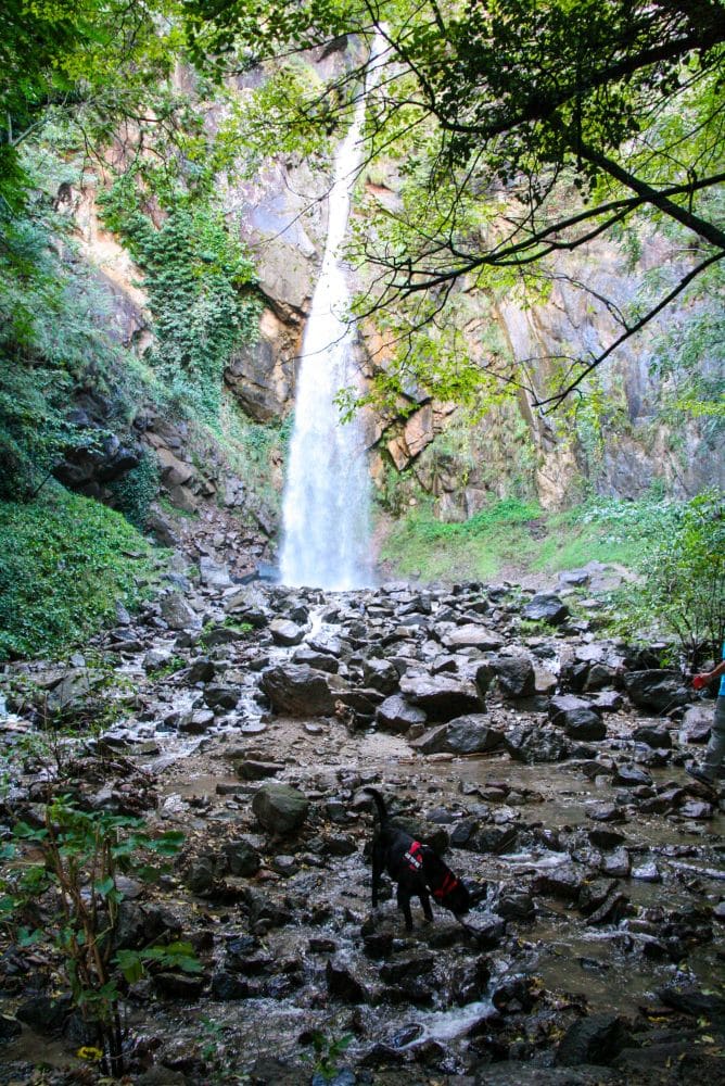 Ein schwarzer Hund steht auf Felsen in einem seichten Bach am Fuße des hohen, kaskadenartig herabstürzenden Brandiswaalweg-Wasserfalls, umgeben von üppigem Grün und felsigen Klippen.