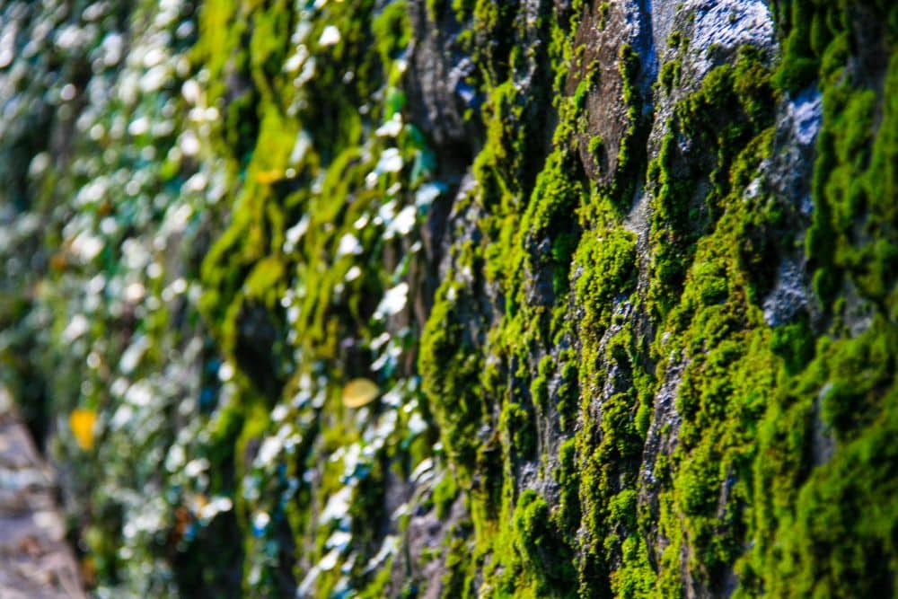 Nahaufnahme einer Steinmauer am Brandiswaalweg, die mit leuchtend grünem Moos bewachsen ist. Das Sonnenlicht hebt die strukturierte Oberfläche hervor und schafft einen lebhaften Kontrast zwischen dem üppigen Grün und dem rauen Fels.