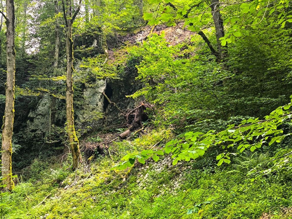 Eine üppige, grüne Waldszene bei Hayingen mit dichtem Laub, hohen Bäumen und felsigem Gelände. Das Sonnenlicht dringt durch die Blätter und hebt Moos und Farne hervor - perfekt für eine Hochgehschätzt Wanderung Glastal.