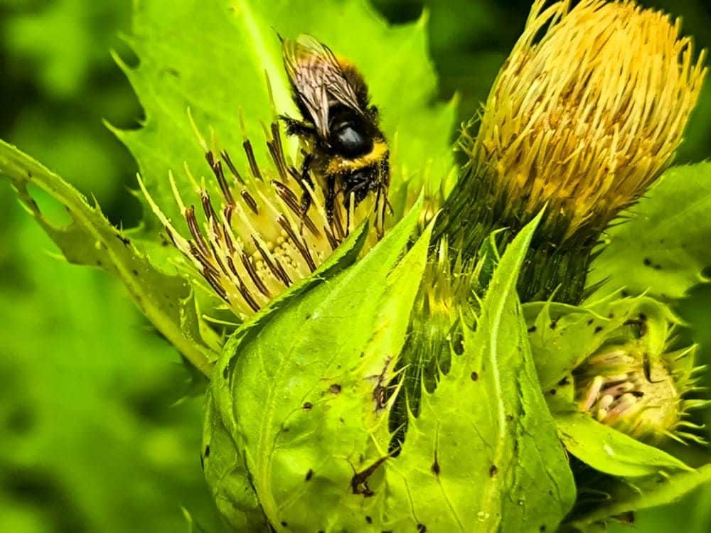 Eine Nahaufnahme einer Hummel, die Nektar von einer grünen Distelblüte mit gelben Spitzen sammelt, umgeben von leuchtend grünen Blättern und Knospen, fängt die Schönheit der Natur am Hochgehschätzt-Weg bei Glastal in Hayingen ein.