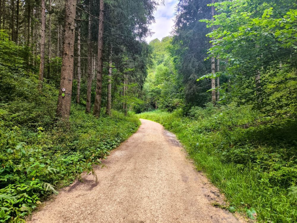 Ein Schotterweg schlängelt sich durch einen üppigen, grünen Wald in der Nähe von Hayingen, Teil der landschaftlich reizvollen Wanderung Glastal, mit hohen Bäumen und dichter Vegetation auf beiden Seiten unter einem teilweise bewölkten Himmel.