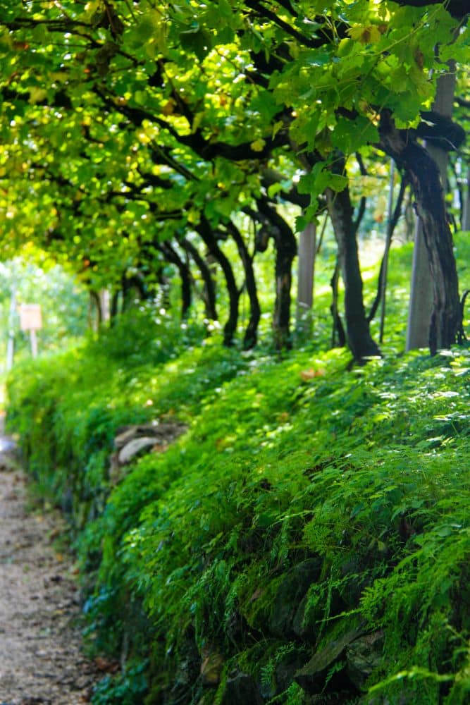 Der Brandiswaalweg führt an einem üppig begrünten Weinberg entlang, über dem sich Weinreben wölben und das Sonnenlicht auf die leuchtenden Farne und das Laub an der Steinmauer fällt.