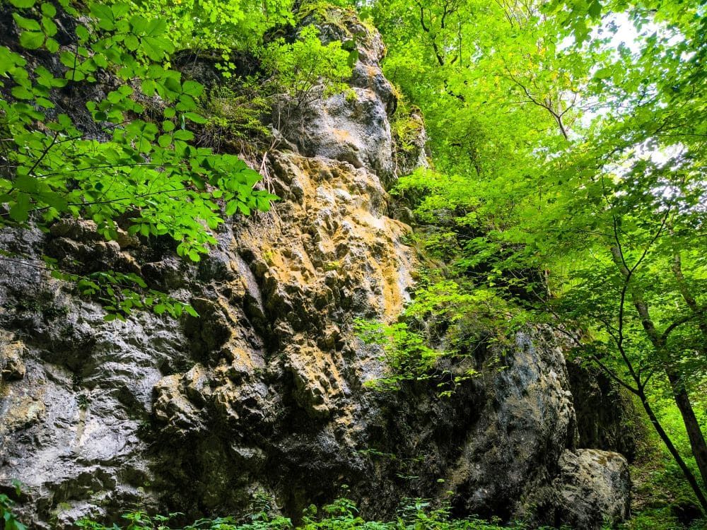 Ein schroffer, mit Moos bewachsener Felsen steht inmitten von üppigem, grünem Laub unter einer Baumkrone in der Nähe von Hayingen. Das Sonnenlicht dringt durch das Laub und beleuchtet die felsige Oberfläche - perfekt für eine malerische Wanderung im Glastal.