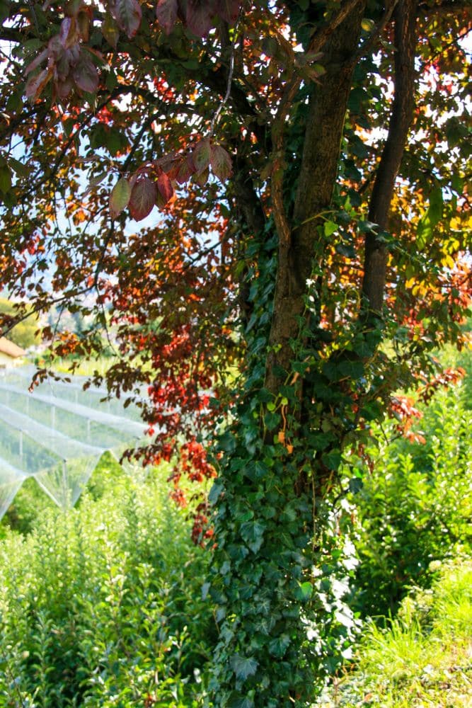 Ein mit grünem Efeu bewachsener Baumstamm steht im Sonnenlicht am Brandiswaalweg, mit rötlichen Blättern darüber und üppigen grünen Pflanzen im Hintergrund. Über den entfernten Pflanzen sind einige Netze zu sehen.