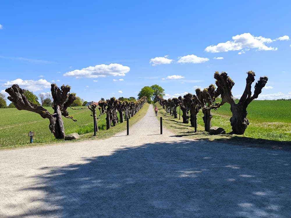 In der Nähe von Klütz an der Ostseeküste führt ein gerader Weg, der auf beiden Seiten von beschnittenen Bäumen gesäumt ist, in die Ferne. Grüne Felder säumen den Weg, und ein Mensch geht unter einem strahlend blauen Himmel mit vereinzelten Wolken.