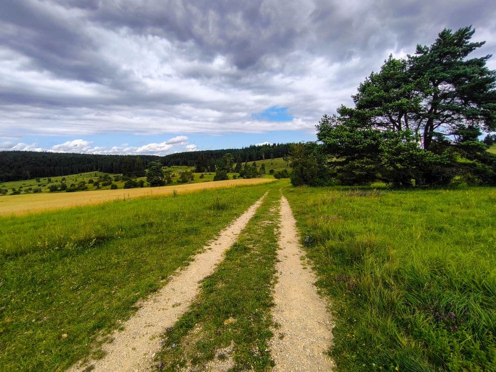 Ein Feldweg schlängelt sich durch eine grüne Wiese in der Nähe von Hayingen, mit verstreuten Bäumen unter einem wolkenverhangenen Himmel. Auf der rechten Seite steht ein großer Baum, während in der Ferne bewaldete Hügel die Schönheit einer Wanderung im Glastal erahnen lassen.