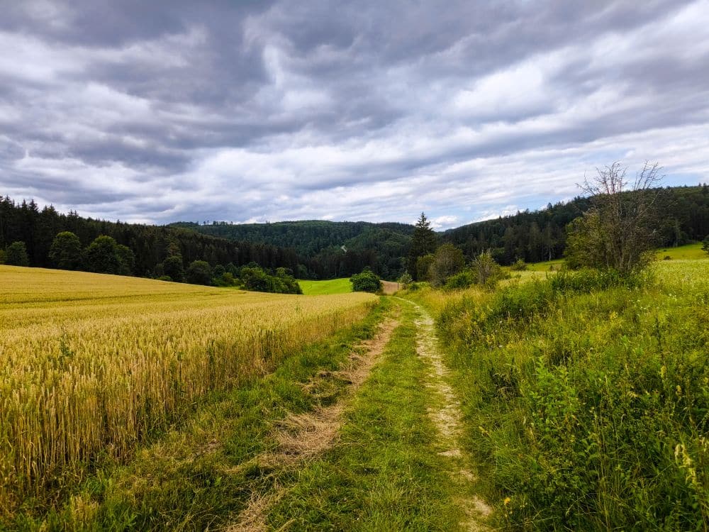 Ein grasbewachsener Weg in Hayingen führt zwischen goldenen Weizenfeldern und grünen Wiesen zu dicht bewaldeten Hügeln unter einem wolkenverhangenen Himmel - perfekt für eine Wanderung im Glastal auf dem hochgehschätzten Weg.