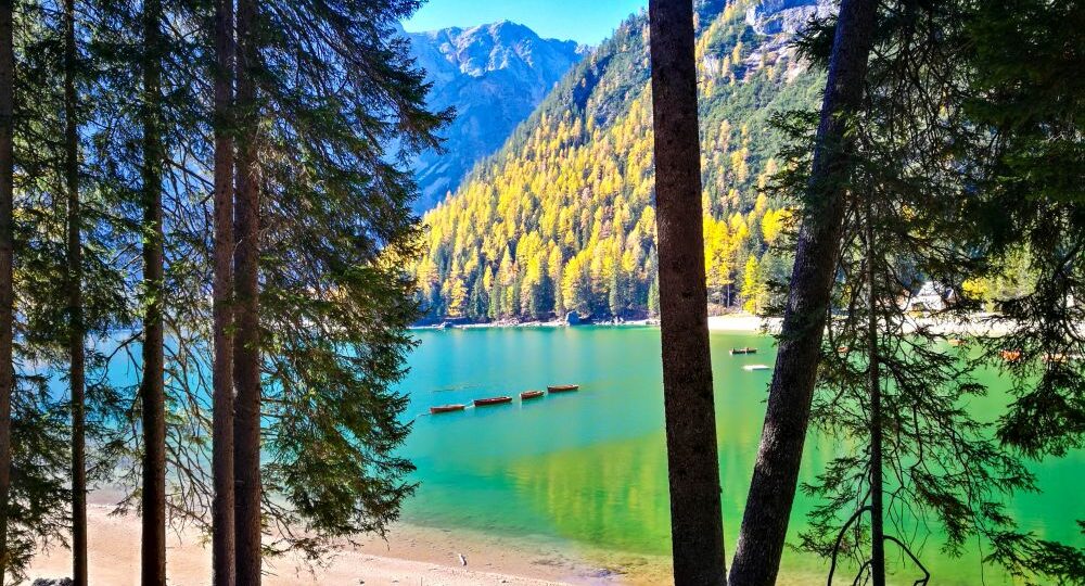 Ein klarer See mit türkisfarbenem Wasser, bekannt als Pragser Wildsee, ist von bewaldeten Bergen umgeben. Hohe Bäume rahmen die Aussicht ein, und das Sonnenlicht bringt das grüne und gelbe Laub an den Hängen entlang des Ufers zum Leuchten.