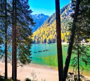 Ein klarer See mit türkisfarbenem Wasser, bekannt als Pragser Wildsee, ist von bewaldeten Bergen umgeben. Hohe Bäume rahmen die Aussicht ein, und das Sonnenlicht bringt das grüne und gelbe Laub an den Hängen entlang des Ufers zum Leuchten.
