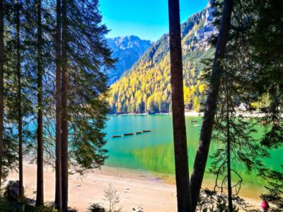 Ein klarer See mit türkisfarbenem Wasser, bekannt als Pragser Wildsee, ist von bewaldeten Bergen umgeben. Hohe Bäume rahmen die Aussicht ein, und das Sonnenlicht bringt das grüne und gelbe Laub an den Hängen entlang des Ufers zum Leuchten.