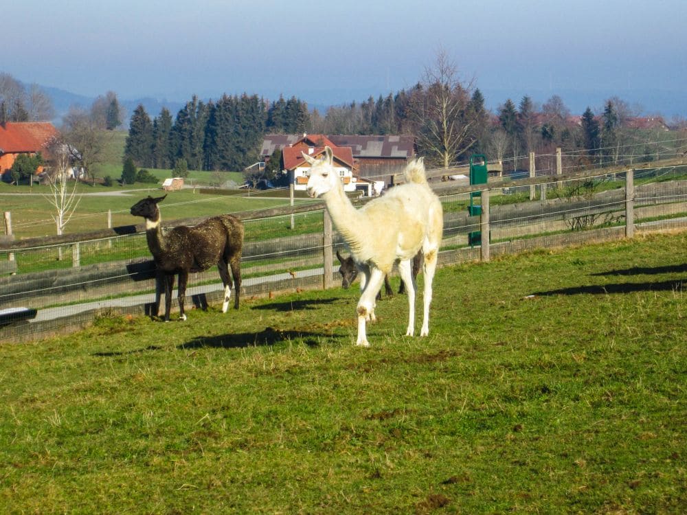 Zwei Lamas, ein weißes und ein dunkelbraunes, stehen auf einer von einem Zaun umgebenen Wiese in Aiderbichl. Im Hintergrund erscheinen Bäume, Häuser und eine Weide unter einem klaren blauen Himmel.