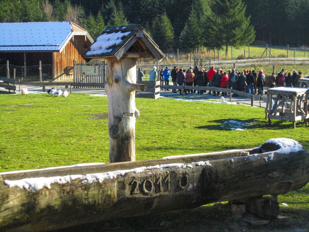 Eine Gruppe von Menschen steht in einer Schlange an einem rustikalen Holzzaun in Aiderbichl, auf einer schneebedeckten Wiese, neben Holzkonstruktionen und einem Holztrog mit der Aufschrift "2011". Tannenbäume und ein blauer Himmel vervollständigen die Szene.