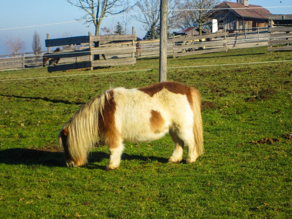 Ein kleines braun-weißes Pony mit langer Mähne grast auf grünem Gras auf einer eingezäunten Weide unter klarem Himmel in Aiderbichl. Im Hintergrund sind ein Haus und blattlose Bäume zu sehen.