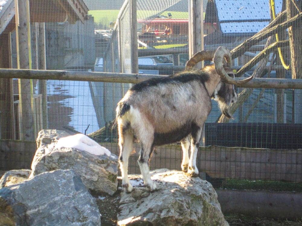 Eine Ziege mit langen, gebogenen Hörnern steht auf einem großen Felsen in einem eingezäunten Freigehege in Aiderbichl. Im Hintergrund sind Holzkonstruktionen und ein Schneefeld zu sehen.