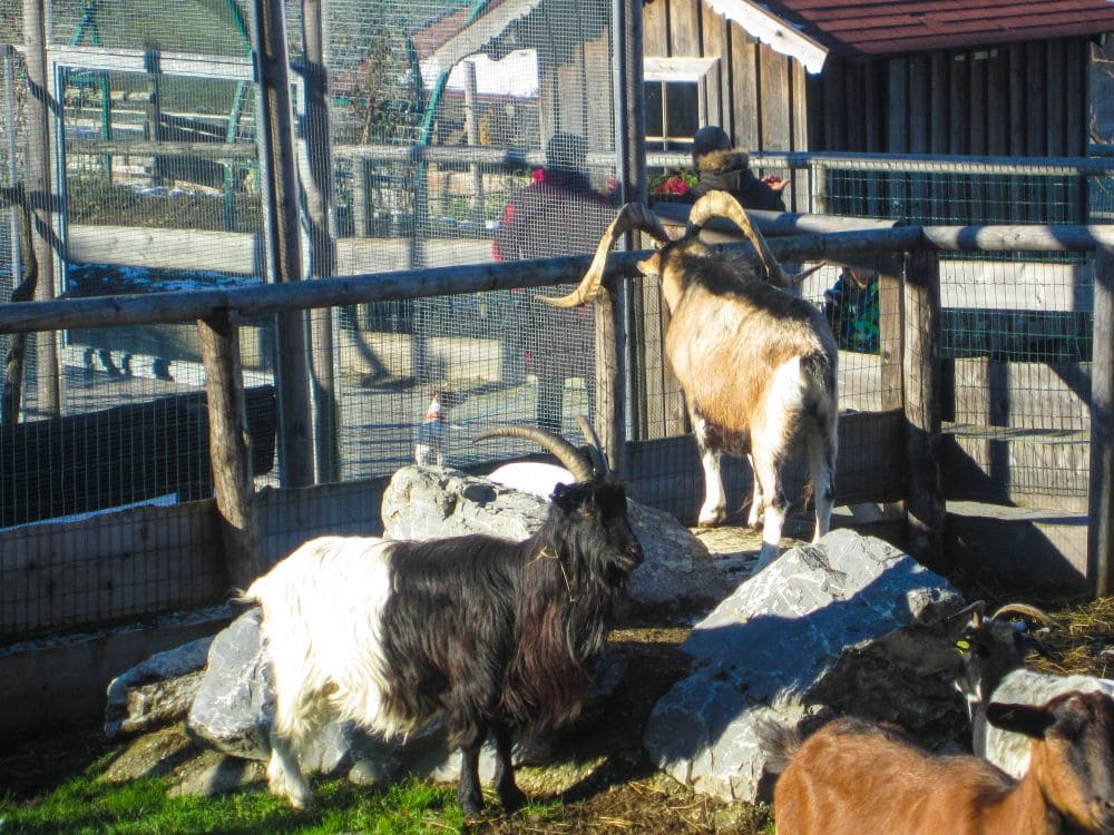 Zwei Ziegen mit langen, gebogenen Hörnern stehen auf Steinen in einem eingezäunten Gehege im Streichelzoo Aiderbichl. Eine dritte Ziege ist teilweise in der rechten unteren Ecke zu sehen, mit Holzställen und Zäunen im Hintergrund.