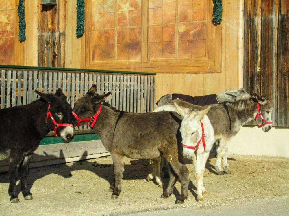 Vier Esel mit roten Halfter stehen nebeneinander vor einem Holzgebäude mit großen Fenstern in Aiderbichl und sonnen sich auf einer gepflasterten Fläche.