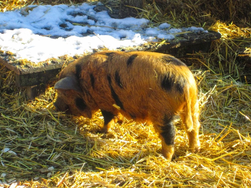 Ein braun-schwarzes Schwein mit borstigem Fell steht auf einem Strohbett im Sonnenlicht in Aiderbichl. Im Hintergrund sind eine Schneedecke und eine Holzkonstruktion zu sehen.