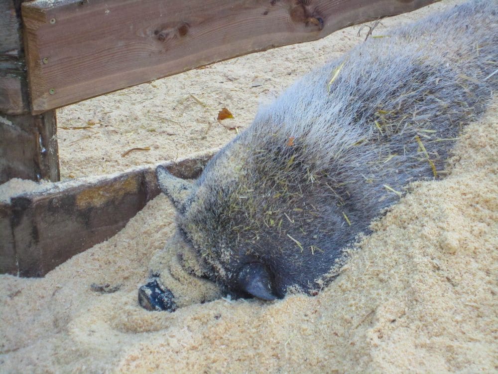 Ein Schwein mit gräulichem Fell liegt auf der Seite, teilweise im hellen Sand begraben, Schnauze und Gesicht fast bedeckt, als es in der Nähe einer Holzkonstruktion in Aiderbichl ruht.