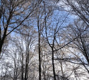 Hohe, blattlose Bäume mit dünnen Ästen recken sich gegen einen strahlend blauen Himmel, in dem einige weiße Wolken zu sehen sind - eine ruhige Szene, die in einem Jahresrückblick 2026 zu sehen sein könnte und die stille Schönheit eines Winter- oder Vorfrühlingswaldes einfängt - der Jahresrückblick 2025