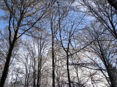 Hohe, blattlose Bäume mit dünnen Ästen recken sich gegen einen strahlend blauen Himmel, in dem einige weiße Wolken zu sehen sind - eine ruhige Szene, die in einem Jahresrückblick 2026 zu sehen sein könnte und die stille Schönheit eines Winter- oder Vorfrühlingswaldes einfängt - der Jahresrückblick 2025
