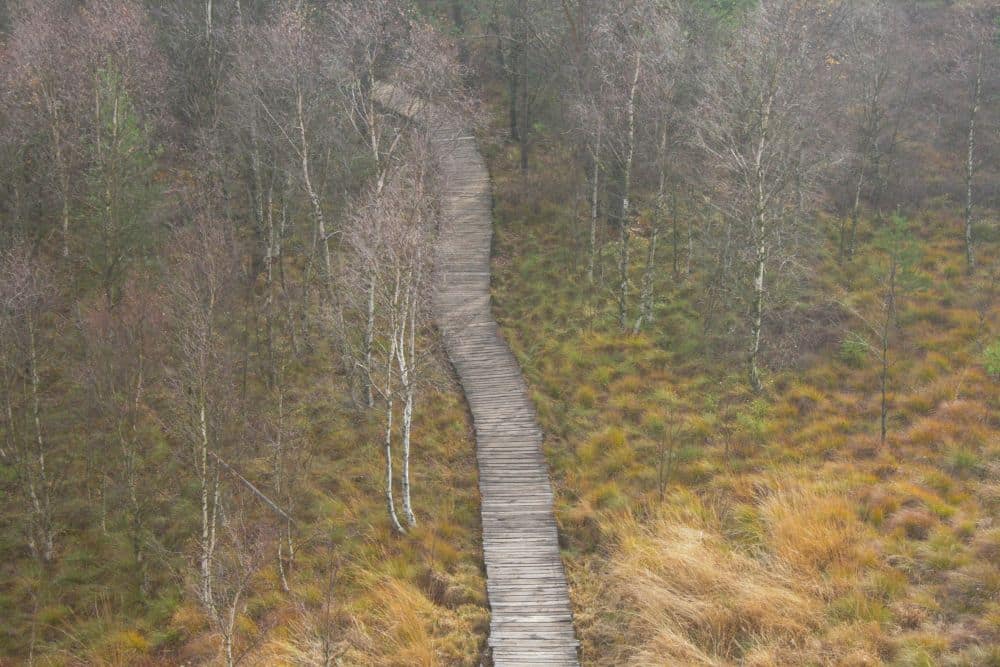 Ein schmaler Holzsteg schlängelt sich durch einen blattlosen Wald mit spärlichen Bäumen und goldbraunem Gras und bildet einen rustikalen Pfad durch die herbstliche Moorlandschaft.