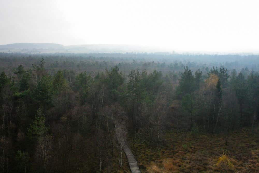 Ein Holzsteg schlängelt sich durch einen dichten, nebligen Wald mit grünen und braunen Bäumen unter einem bedeckten Himmel. In der Ferne sind Hügel und ein verstecktes Moor im Hintergrund zu erkennen, das in Nebel gehüllt ist.