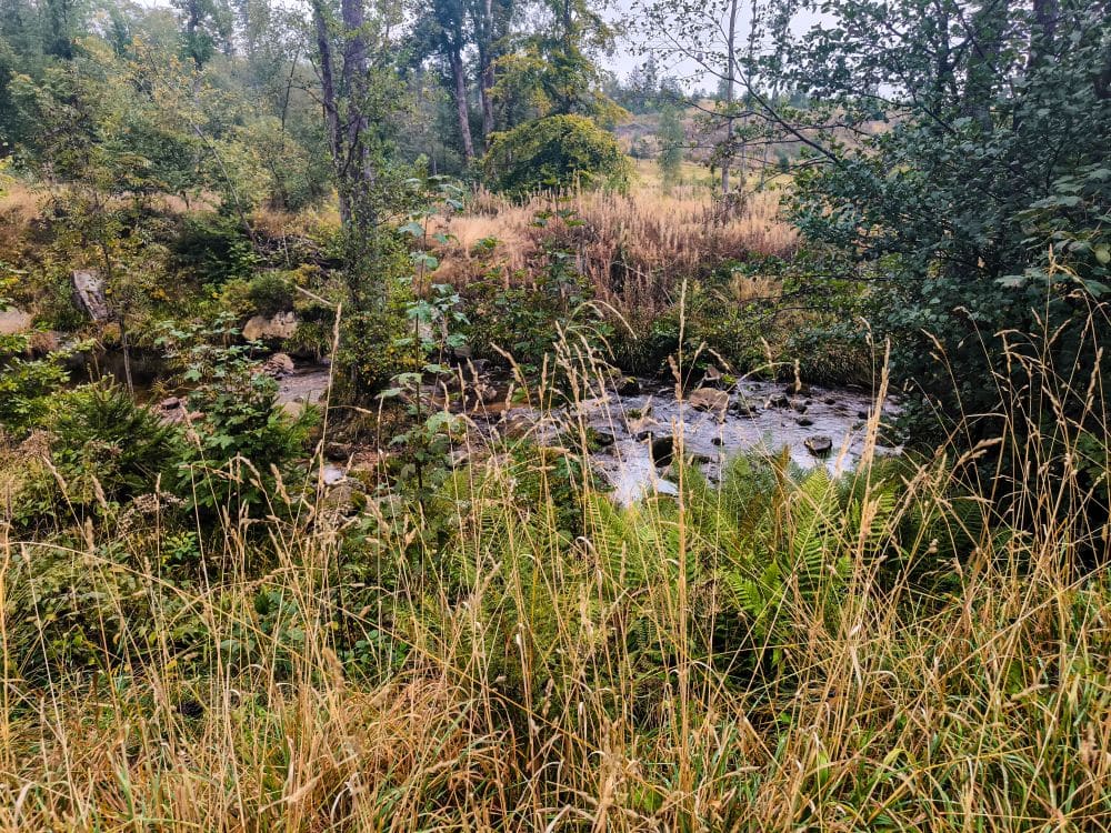 Ein kleiner Bach fließt durch dichtes Grün und hohes Gras in einem Waldgebiet bei Braunlage. An einem bewölkten Tag umgeben Bäume und Sträucher das Wasser.