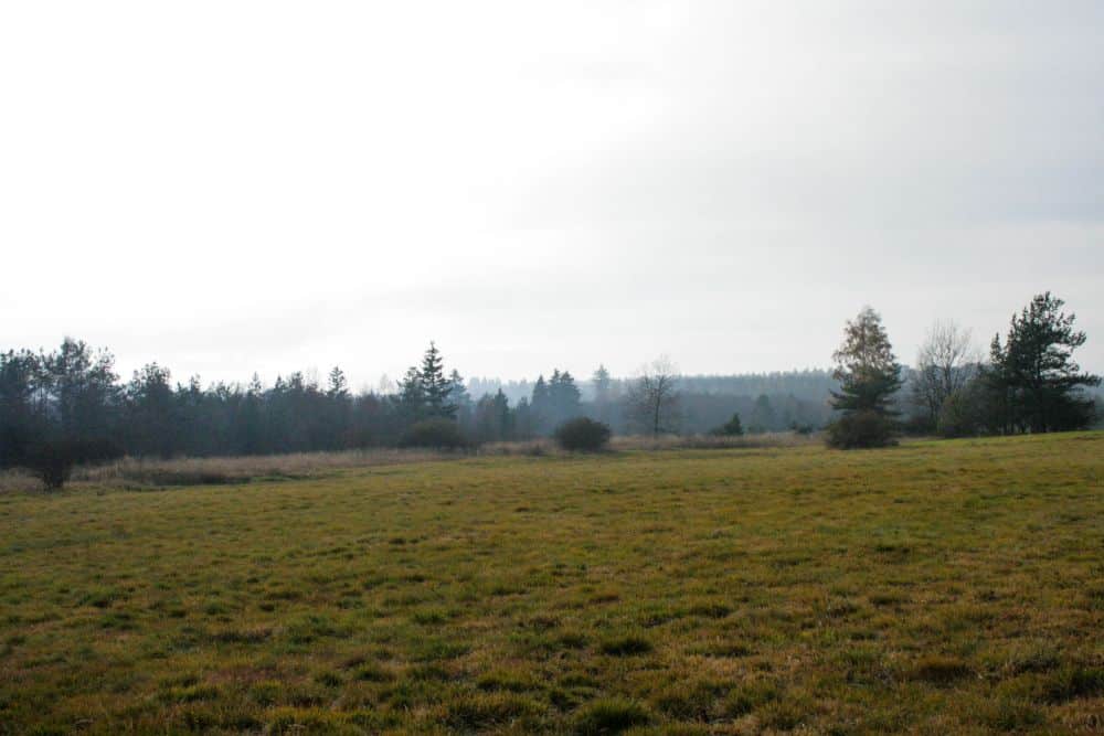 Ein grasbewachsenes Moor mit braunen Flecken erstreckt sich unter einem wolkenverhangenen Himmel in Richtung einer entfernten Baumgrenze, was der Szene eine ruhige, dunstige Atmosphäre verleiht. Spärliche Bäume und niedrige Sträucher sind entlang des Horizonts verstreut.