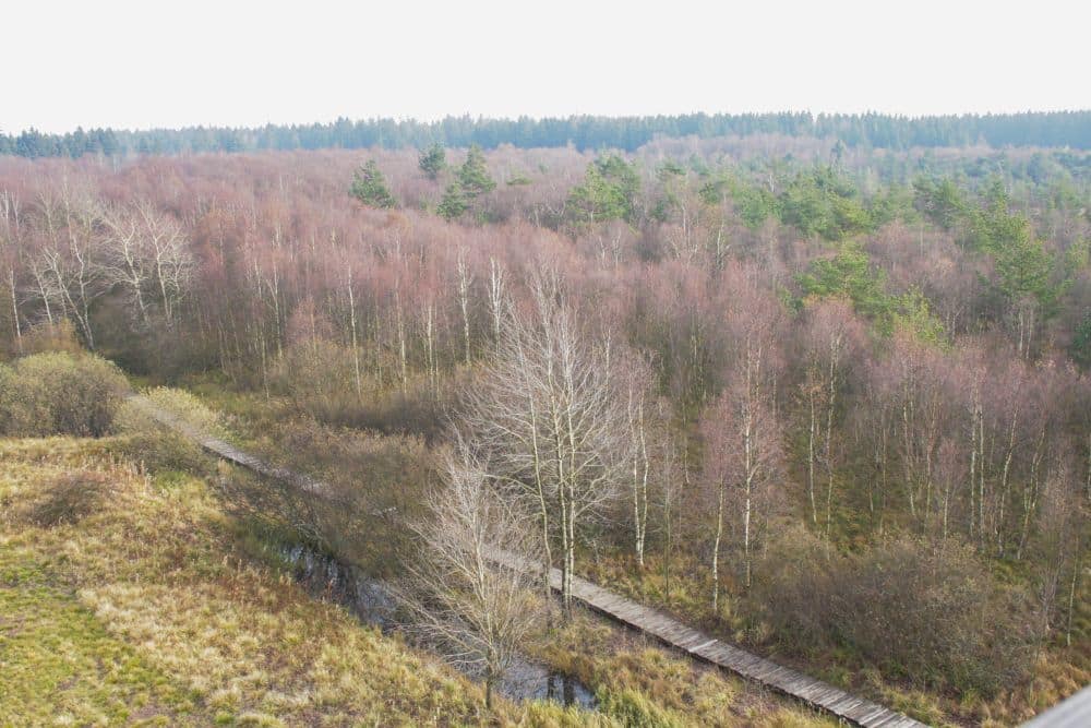 Eine hölzerne Promenade schlängelt sich durch eine moorähnliche Sumpflandschaft mit blattlosen Bäumen und hohen Gräsern, während sich im Hintergrund ein dichter Wald unter einem bedeckten Himmel abzeichnet.