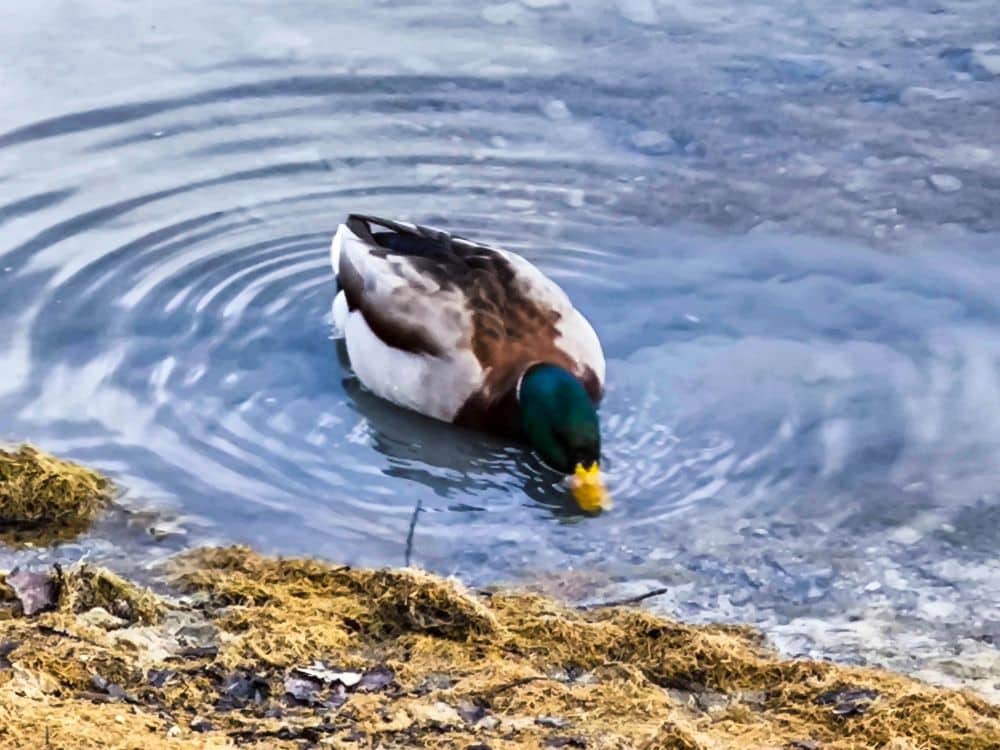 Eine männliche Stockente mit grünem Kopf und gelbem Schnabel trinkt Wasser in der Nähe des Walchensees und erzeugt dabei Wellen auf der Oberfläche. Braune Vegetation säumt das Ufer.