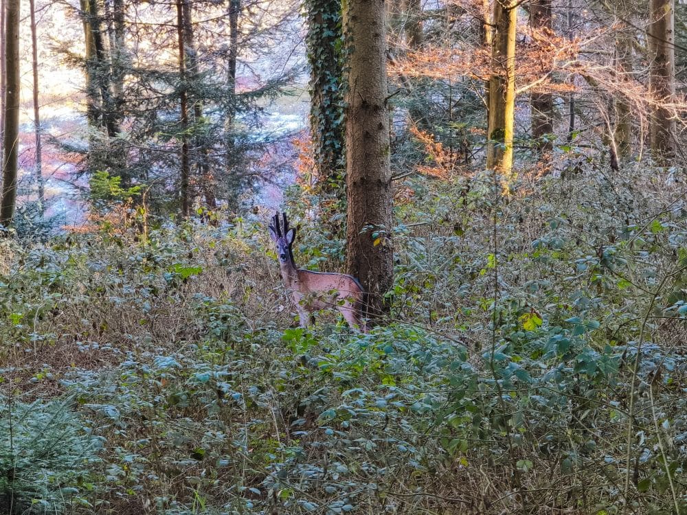 In einem sonnenbeschienenen Wald in der Nähe von Herrenbach-Stausee steht ein Reh teilweise versteckt zwischen dichtem Unterholz und Bäumen und fügt sich in die natürliche Umgebung ein.