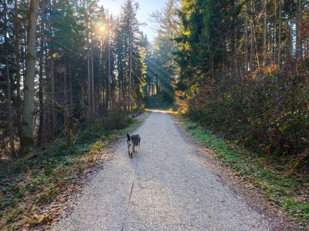 Ein Hund läuft auf einem Kiesweg durch den sonnenbeschienenen Wald am Herrenbach-Stausee, mit hohen Bäumen auf beiden Seiten und Sonnenlicht, das durch die Äste fällt. Die Szene wirkt friedlich und heiter.