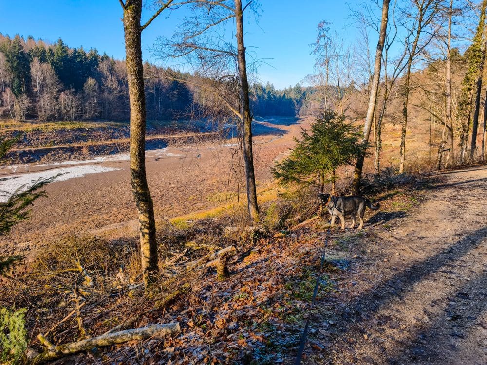 Ein schwarz-brauner Hund steht auf einem Waldweg in der Nähe des trockenen, leeren Flussbetts am Herrenbach-Stausee, mit blattlosen Bäumen und einem klaren blauen Himmel im Hintergrund.