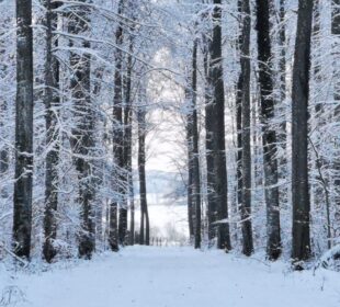 Ein schneebedeckter Weg führt zwischen hohen Albbäumen durch einen Winterwald. Die Bäume sind mit Schnee bedeckt, und die Szene ist friedlich und ruhig, mit sanftem Licht, das durch die Äste fällt.