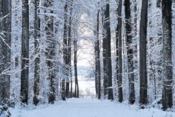 Ein schneebedeckter Weg führt zwischen hohen Albbäumen durch einen Winterwald. Die Bäume sind mit Schnee bedeckt, und die Szene ist friedlich und ruhig, mit sanftem Licht, das durch die Äste fällt.