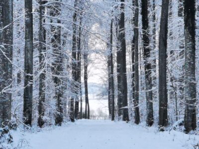 Ein schneebedeckter Weg führt zwischen hohen Albbäumen durch einen Winterwald. Die Bäume sind mit Schnee bedeckt, und die Szene ist friedlich und ruhig, mit sanftem Licht, das durch die Äste fällt.