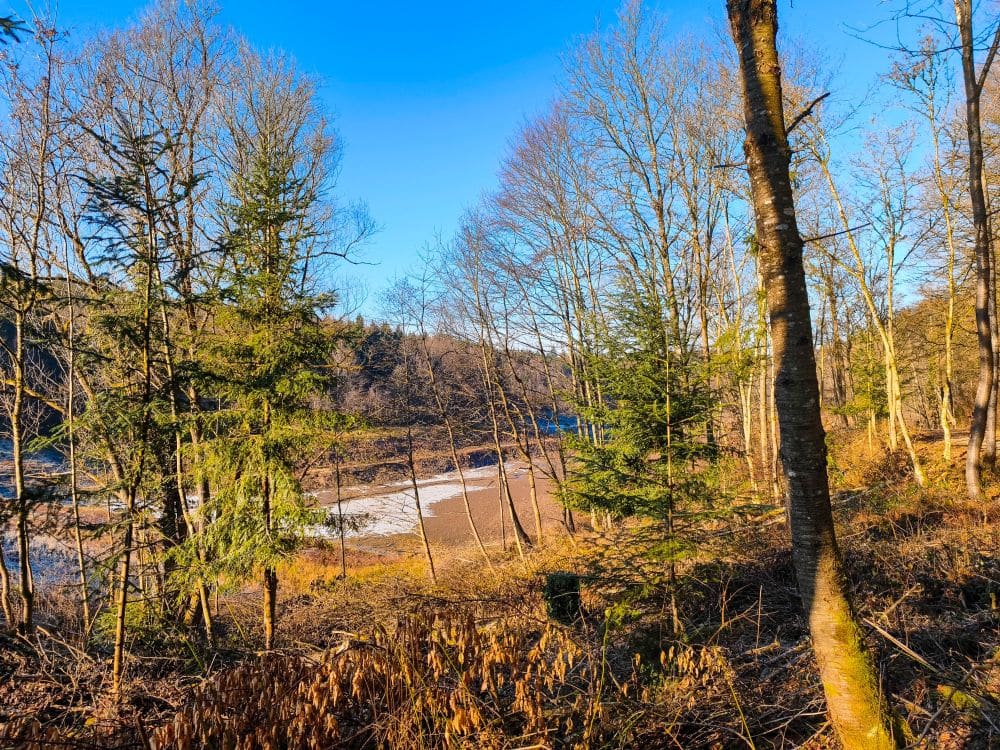 Ein sonnenbeschienener Wald im Schurwald mit kahlen und immergrünen Bäumen, Flecken mit vertrockneten braunen Blättern und einem teilweise sichtbaren Fluss oder Bach - möglicherweise in der Nähe des Herrenbach-Stausees -, der unter einem klaren blauen Himmel durch diese Naturlandschaft fließt.