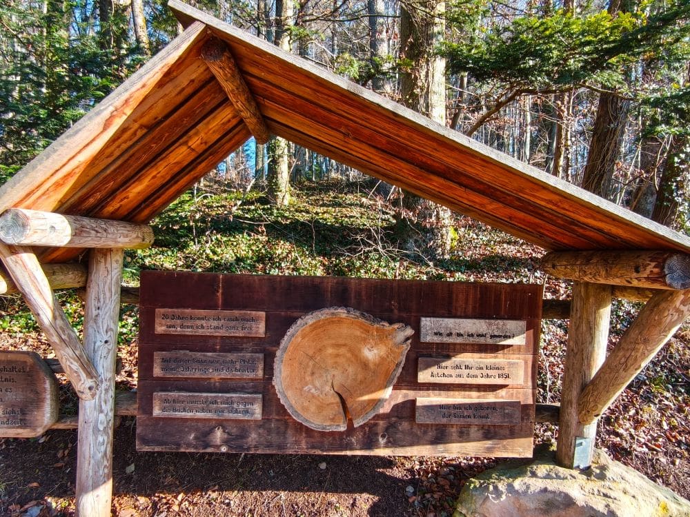 Im Wald von Herrenbach-Stausee steht eine hölzerne Informationstafel mit einem schrägen Dach. Die Tafel zeigt einen großen Baumquerschnitt und mehrere eingravierte Tafeln mit Text, umgeben von Bäumen und gefallenen Blättern.