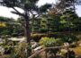 Japanischer Garten mit Japan-Flair, ordentlich beschnittenen Kiefern, Sträuchern, Steinen und einem Bambusgeländer im Vordergrund. Das Sonnenlicht dringt durch die Bäume im Nordpark Düsseldorf und wirft schräge Schatten auf den Boden.